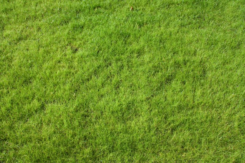 Fall Lawn Seeding in Ventura County, CA
