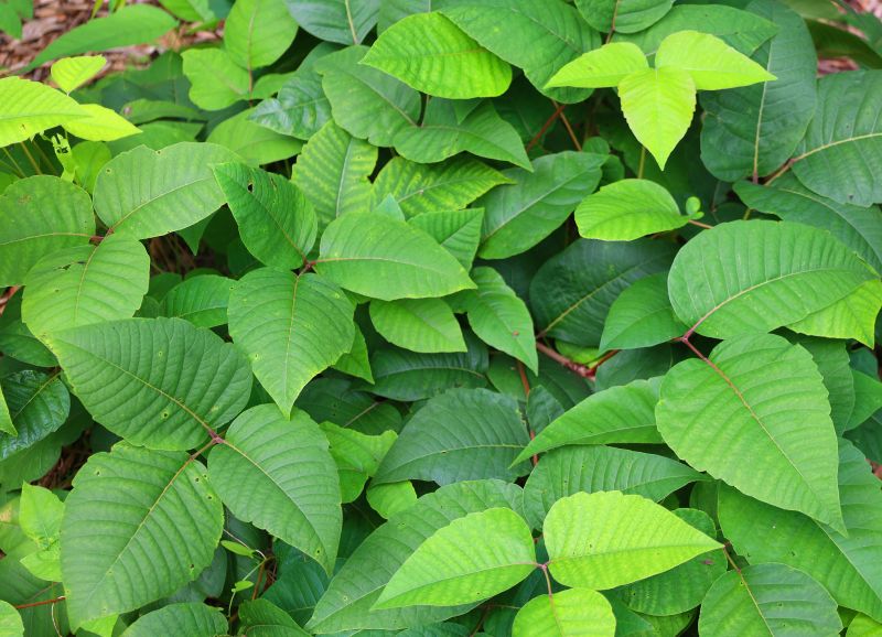 Poison Oak Removal in Newark, DE