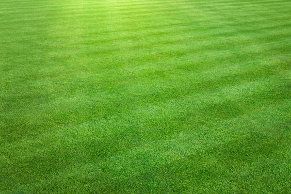 Residential Lawn Cutting